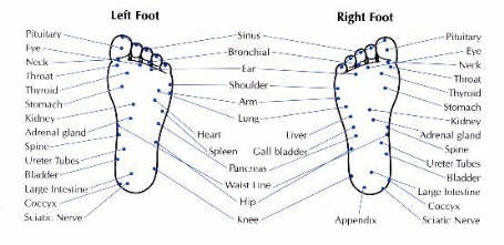 Feet reflex areas